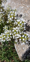 Cochlearia officinalis