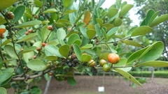 Suregada aequorea