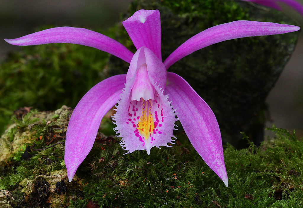 Pleione praecox (Pleione praecox)