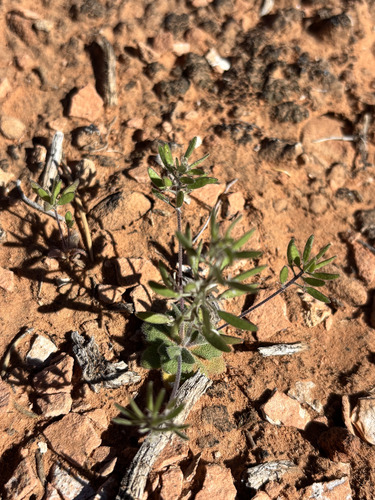 Wedgeleaf Draba