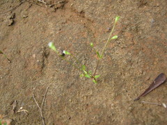 Phyllangium divergens