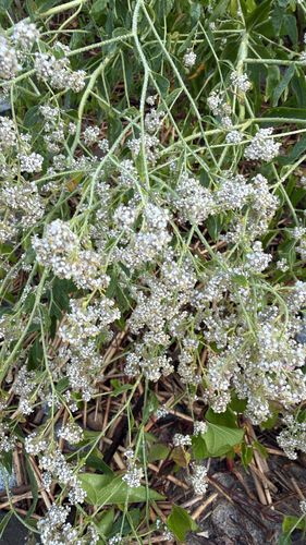 Lepidium latifolium, photograph 2