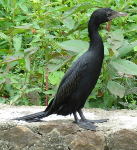 Little Cormorant