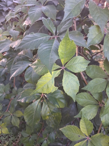 Virginia creeper