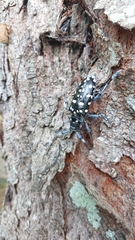 Anoplophora macularia