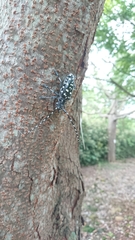 Anoplophora macularia