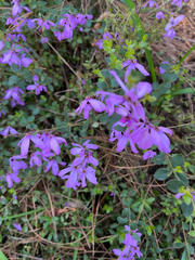 Tetratheca ciliata, photograph (c) rhonda_3, some rights reserved (CC BY)