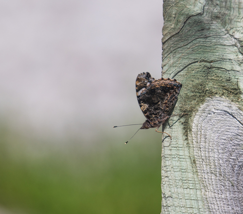 Red Admiral