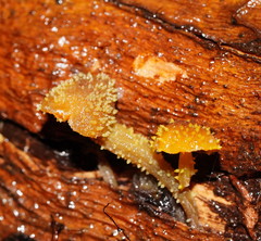 Neobarya agaricicola