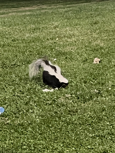 Striped Skunk