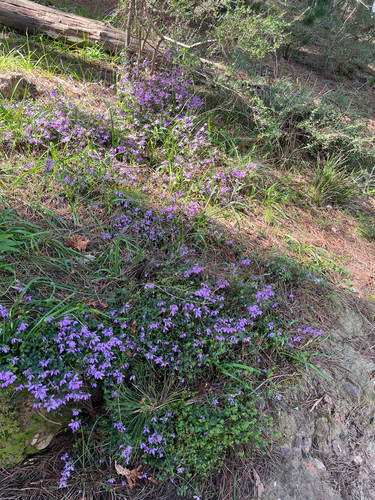Tetratheca ciliata, photograph 2