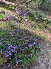 Tetratheca ciliata, photograph (c) rhonda_3, some rights reserved (CC BY)
