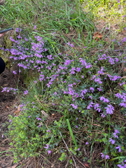 Tetratheca ciliata