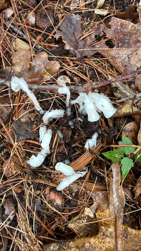 Monotropa uniflora, photograph 5
