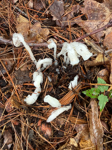 Monotropa uniflora, photograph 6