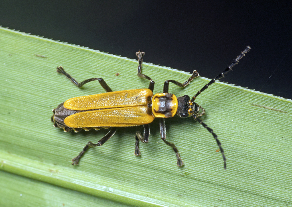 Chauliognathus flavipennis