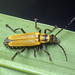 Chauliognathus flavipennis - Photo (c) tjeales, algunos derechos reservados (CC BY-SA)