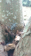 Anoplophora macularia