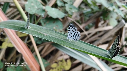 Forest Pierrot