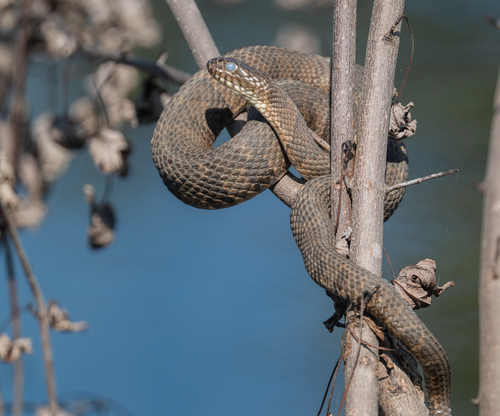 Common Watersnake