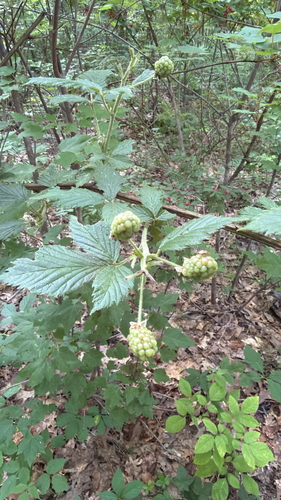 Rubus allegheniensis
