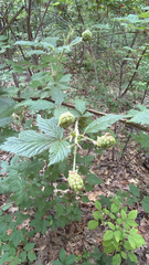 Rubus allegheniensis
