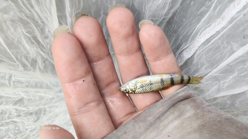 Acrossocheilus fasciatus