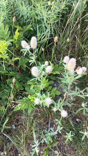 Trifolium arvense, photograph 1
