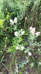 Trifolium arvense