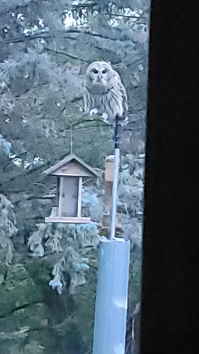 Barred Owl