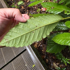Davidsonia pruriens