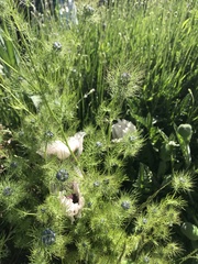 Nigella damascena