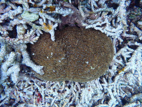 Sandalolitha robusta observed 2026-09-25