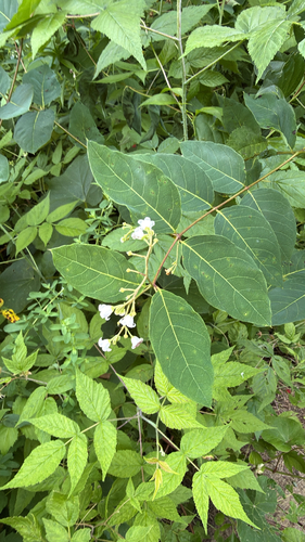 Apocynum androsaemifolium