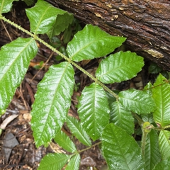 Davidsonia pruriens, photograph (c) Martin Rady, some rights reserved (CC BY)
