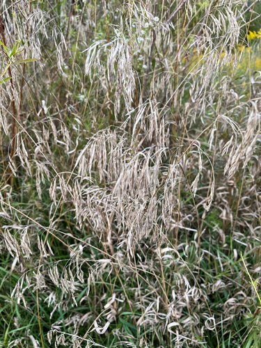 Bromus inermis, photograph 4