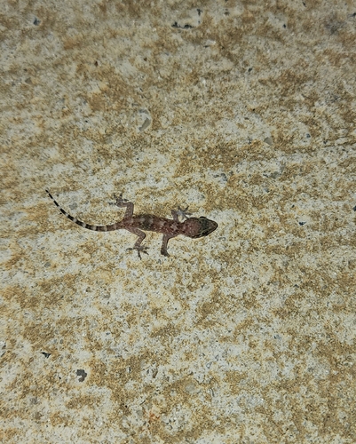 Mediterranean House Gecko