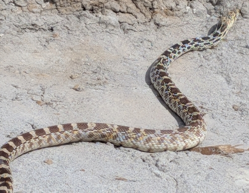 Bullsnake