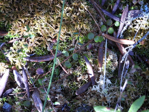 Gaultheria hispidula, photograph 1
