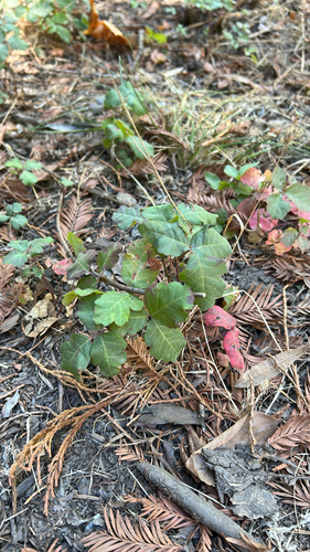 Pacific poison oak