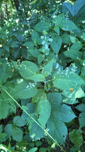 Circaea canadensis, photograph 1