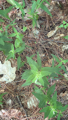 Melampyrum lineare