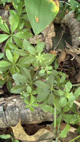 Galium triflorum