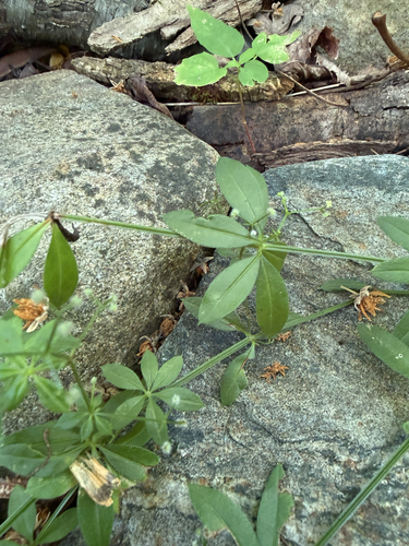 Galium triflorum, photograph 2