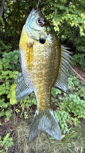 Bluegill