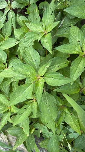 Acalypha rhomboidea