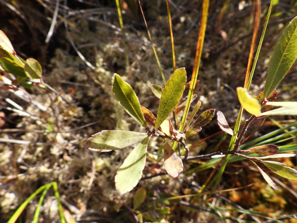 Myrica gale; photograph (c) Charlie Pavlisich, some rights reserved (CC BY)