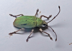 Myllocerina