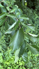 Ulmus americana