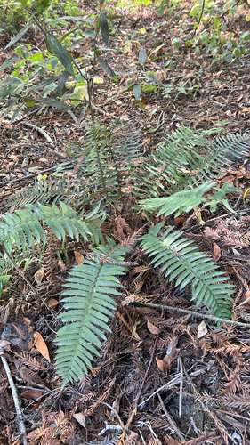western sword fern